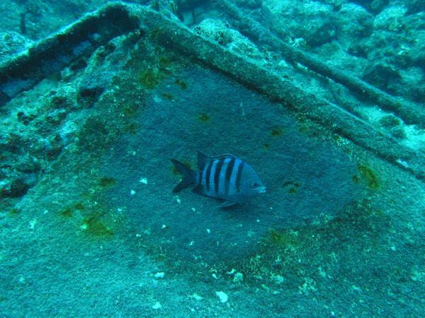 Damselfish - Sergeant Major