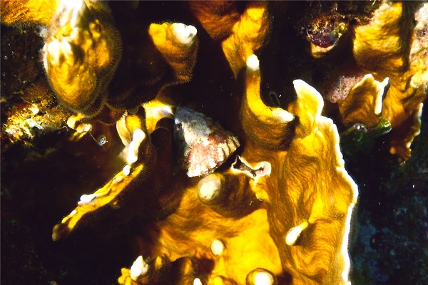 Sea Snails - West Indian Star Snail Sea Snails - West Indian Star Snail