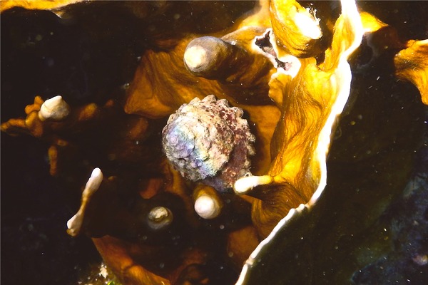 Sea Snails - West Indian Star Snail Sea Snails - West Indian Star Snail