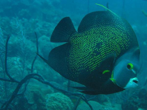 Angelfish - French Angelfish