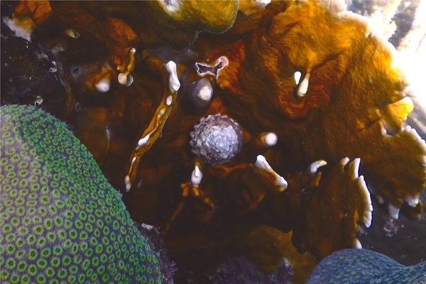 Sea Snails - West Indian Star Snail Sea Snails - West Indian Star Snail