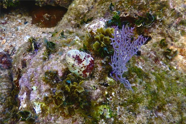 Sea Snails - Carved Starsnail