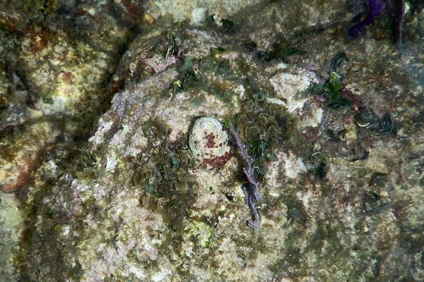 Sea Snails - Carved Starsnail Sea Snails - Carved Starsnail