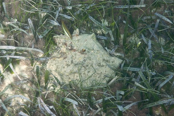 Sea Snails - Milk Conch Sea Snails - Milk Conch