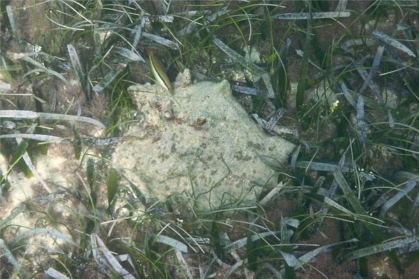 Sea Snails - Milk Conch