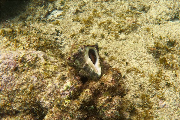 Sea Snails - Caribbean Vase