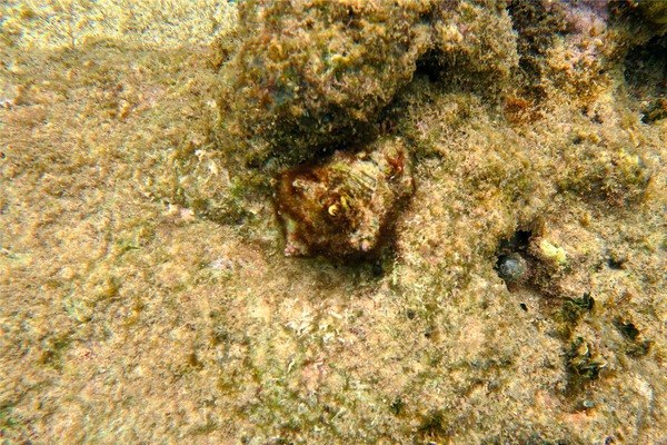 Sea Snails - Caribbean Vase