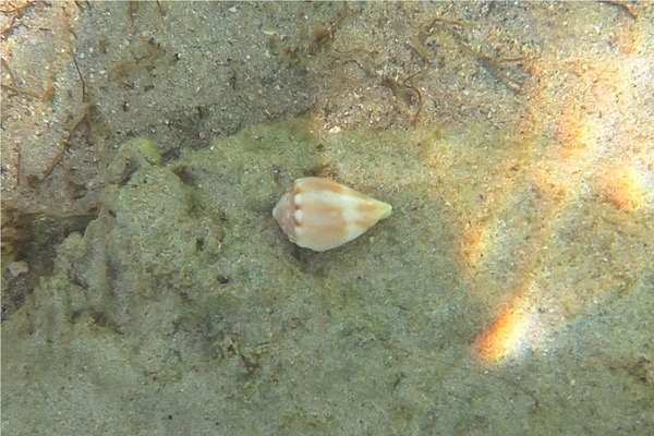 Sea Snails - Mouse Cone