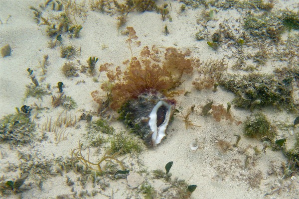 Sea Snails - Caribbean Vase