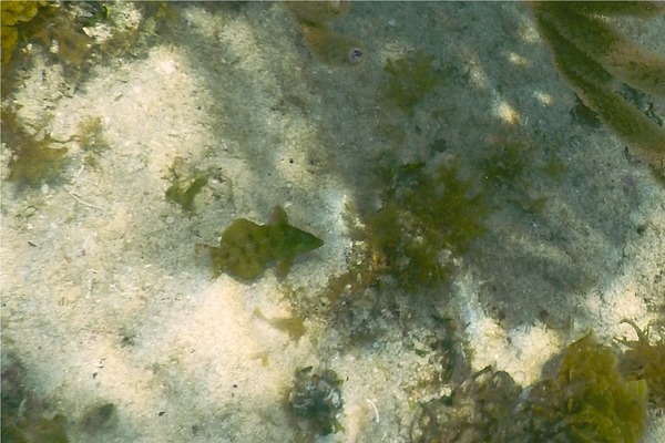 Wrasse - Dwarf Wrasse