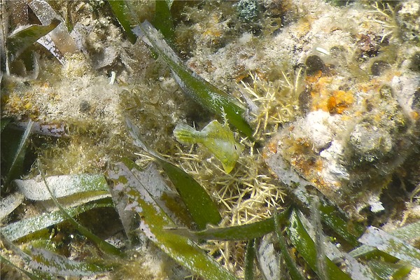 Filefish - Fringed Filefish