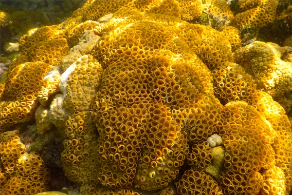 Polyp - White Encrusting Zooanthid