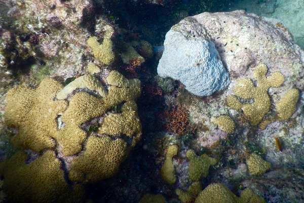 Polyp - White Encrusting Zooanthid