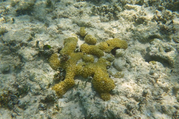 Polyp - White Encrusting Zooanthid Polyp - White Encrusting Zooanthid