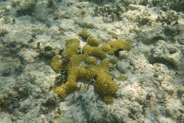 Polyp - White Encrusting Zooanthid