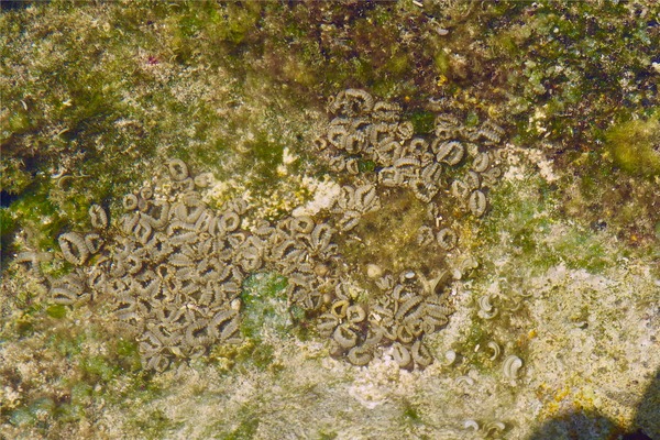 Button Polyp - Sun Zooanthid