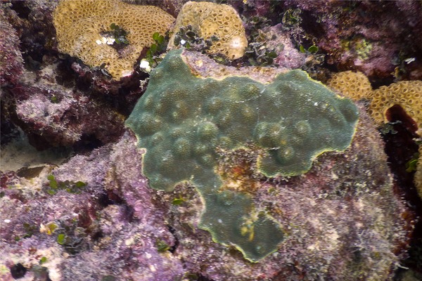 Tunicate - Overgrowing Mat Tunicate