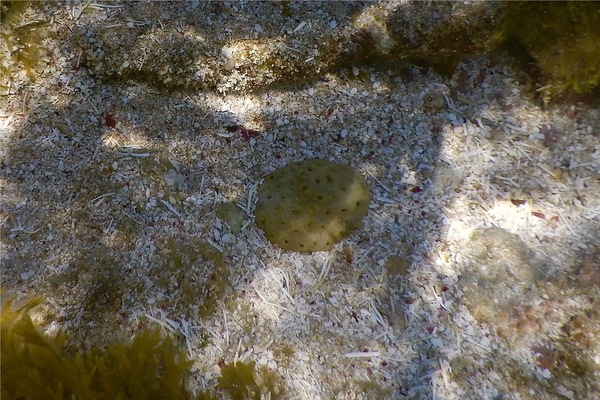 Tunicate - Black Condominium Tunicate