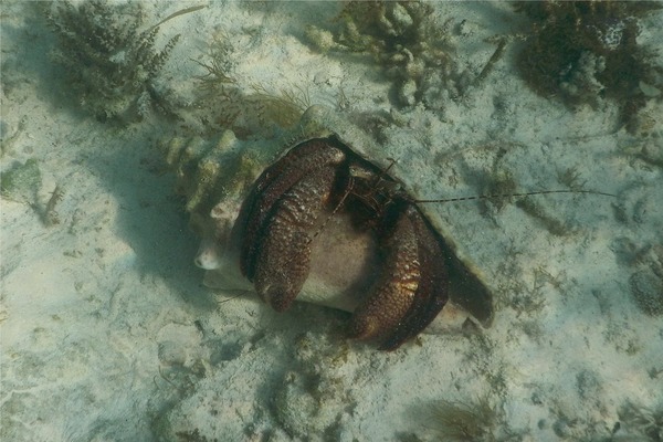 Crabs - Giant Hermit Crab