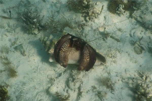 Crabs - Giant Hermit Crab