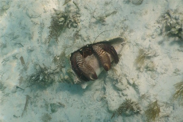 Crabs - Giant Hermit Crab