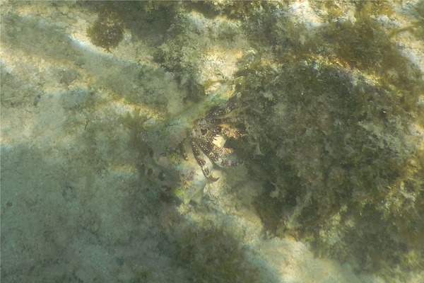 Crabs - White Speckled Hermit Crab