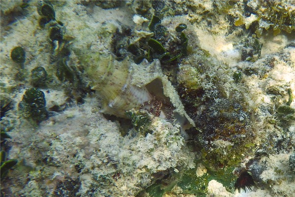 Crabs - White Speckled Hermit Crab