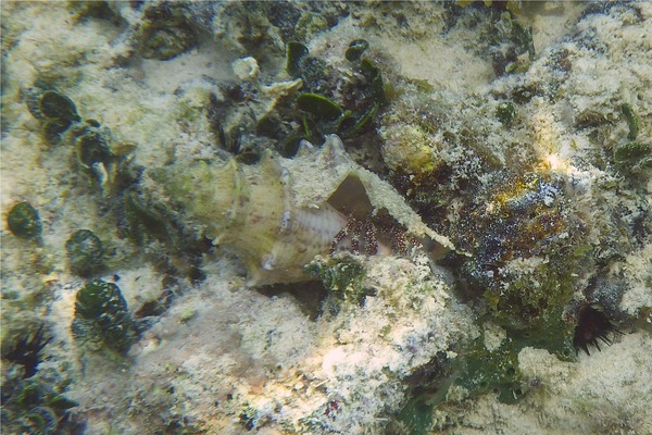 Crabs - White Speckled Hermit Crab