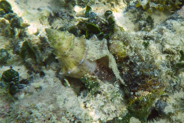 Crabs - White Speckled Hermit Crab