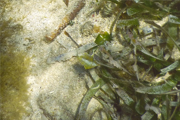 Filefish - Fringed Filefish