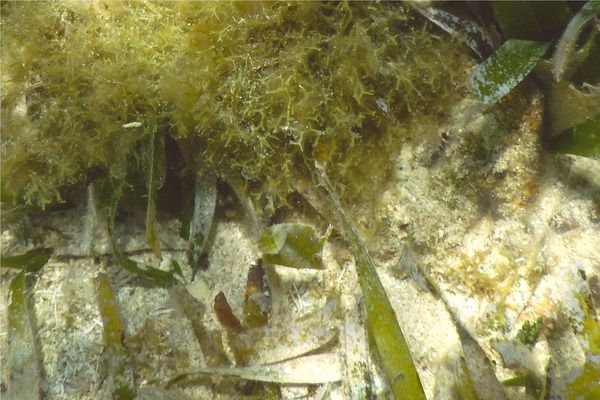 Filefish - Fringed Filefish