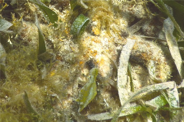 Filefish - Fringed Filefish