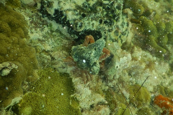 Crabs - Sponge Decorator Crab