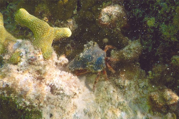 Crabs - Sponge Decorator Crab