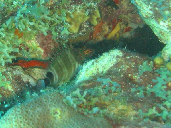 Hawkfish - Redspotted Hawkfish