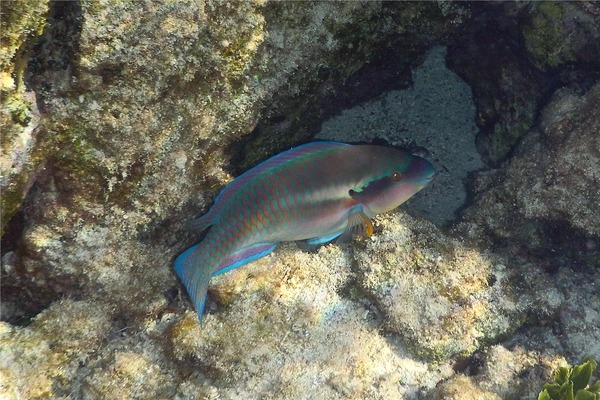 Parrotfish - Striped Parrotfish Parrotfish - Striped Parrotfish