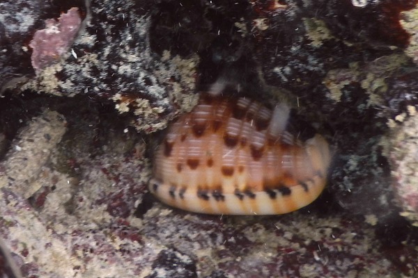 Sea Snails - Reticulated Cowrie-Helmut