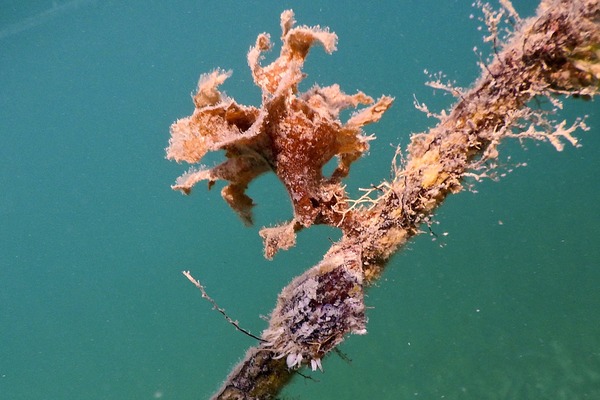 Bivalve Mollusc - Atlantic Thorny Oyster