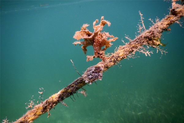 Bivalve Mollusc - Atlantic Thorny Oyster