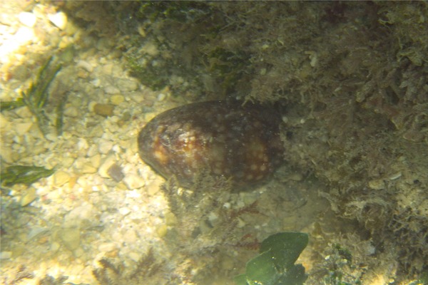 Sea Snails - Atlantic Deer Cowrie