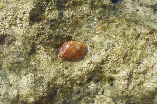 Sea Snails - Atlantic Partridge Tun