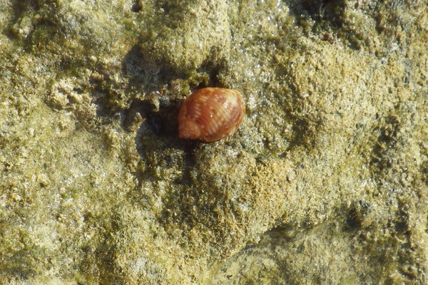 Sea Snails - Atlantic Partridge Tun