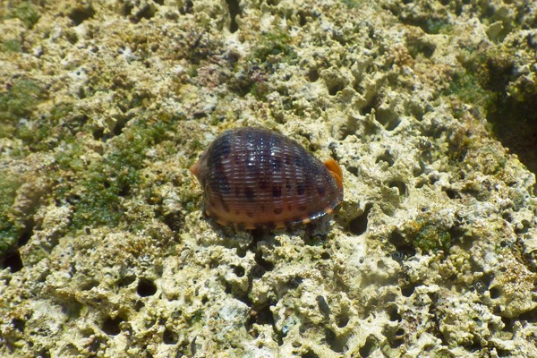 Sea Snails - Reticulated Cowrie-Helmut