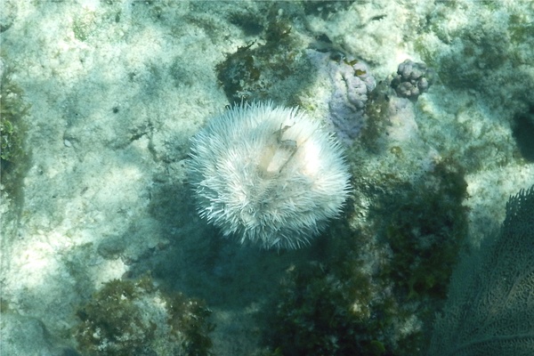 Sea Urchins - Variegated Sea Urchin