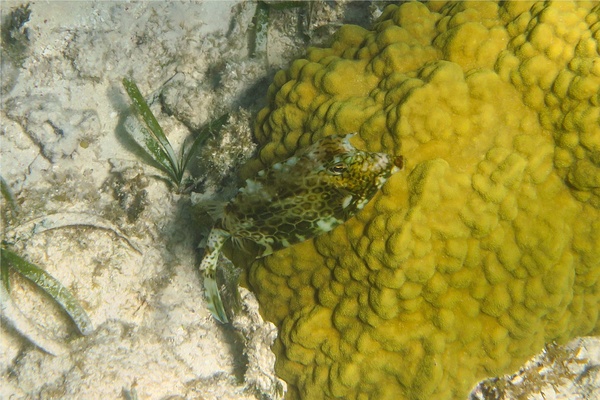 Trunkfish - Honeycomb Cowfish