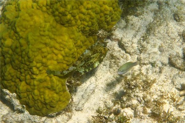 Trunkfish - Honeycomb Cowfish