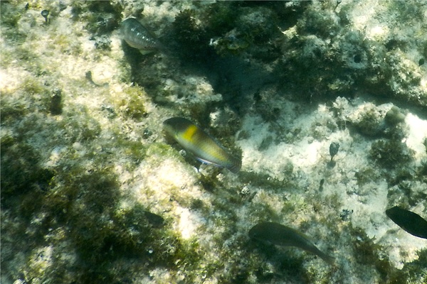 Wrasse - Yellowhead Wrasse