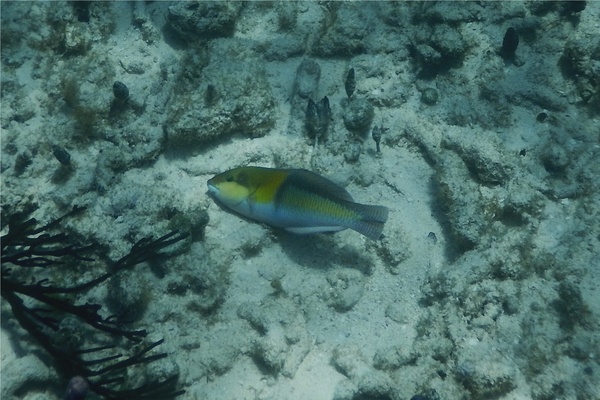 Wrasse - Yellowhead Wrasse