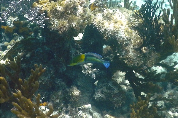 Wrasse - Yellowhead Wrasse