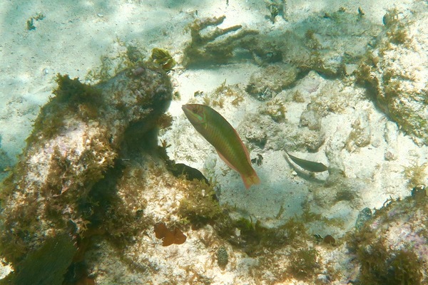 Wrasse - Clown Wrasse